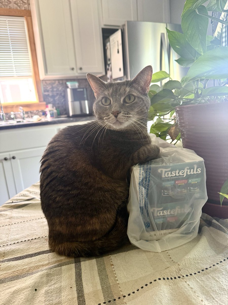 634cjohnson's tweet photo. @DeanAbbott Most cats are real cool, mines just a square! Rescues are the best! https://t.co/529csanV0n