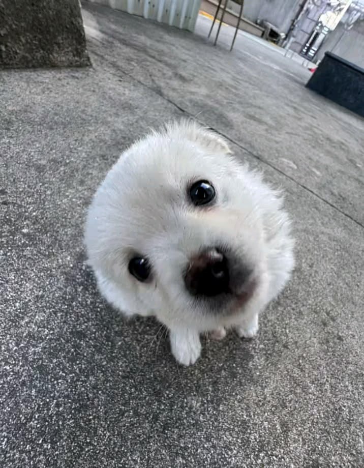 puppies tweet media