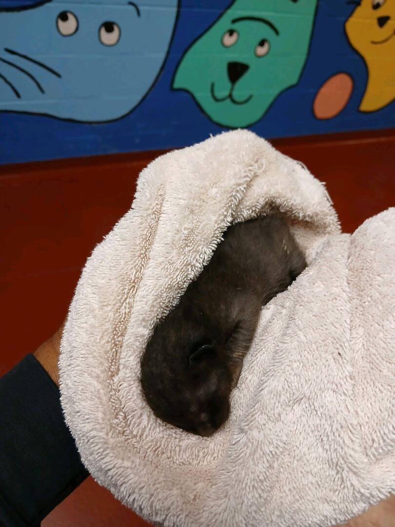 cobbkitties's tweet photo. ‼️ A SECOND NEONATE NEEDS EMERGENCY RESCUE ‼️ HELP ‼️ 

The only incubator at the shelter is currently housing kittens exposed to panleuk. There is no place for this baby to go!

Please call or go to the shelter if you can help!

Cobb County Animal Servi… https://t.co/fg04K8Ty14 https://t.co/z1beNCwsC4