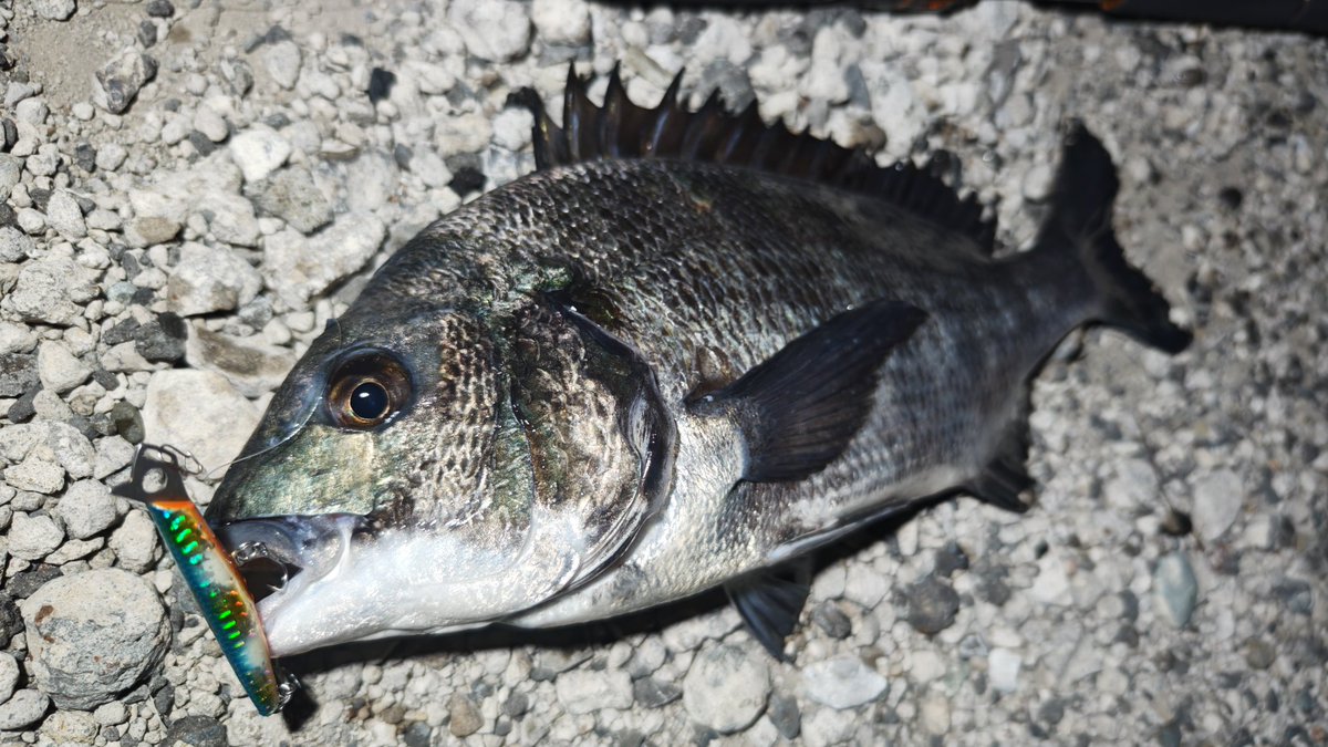 はるしょう　様　確認ページ DAIWA SW Fishing Shore (@d_sw_shore) / Posts / X