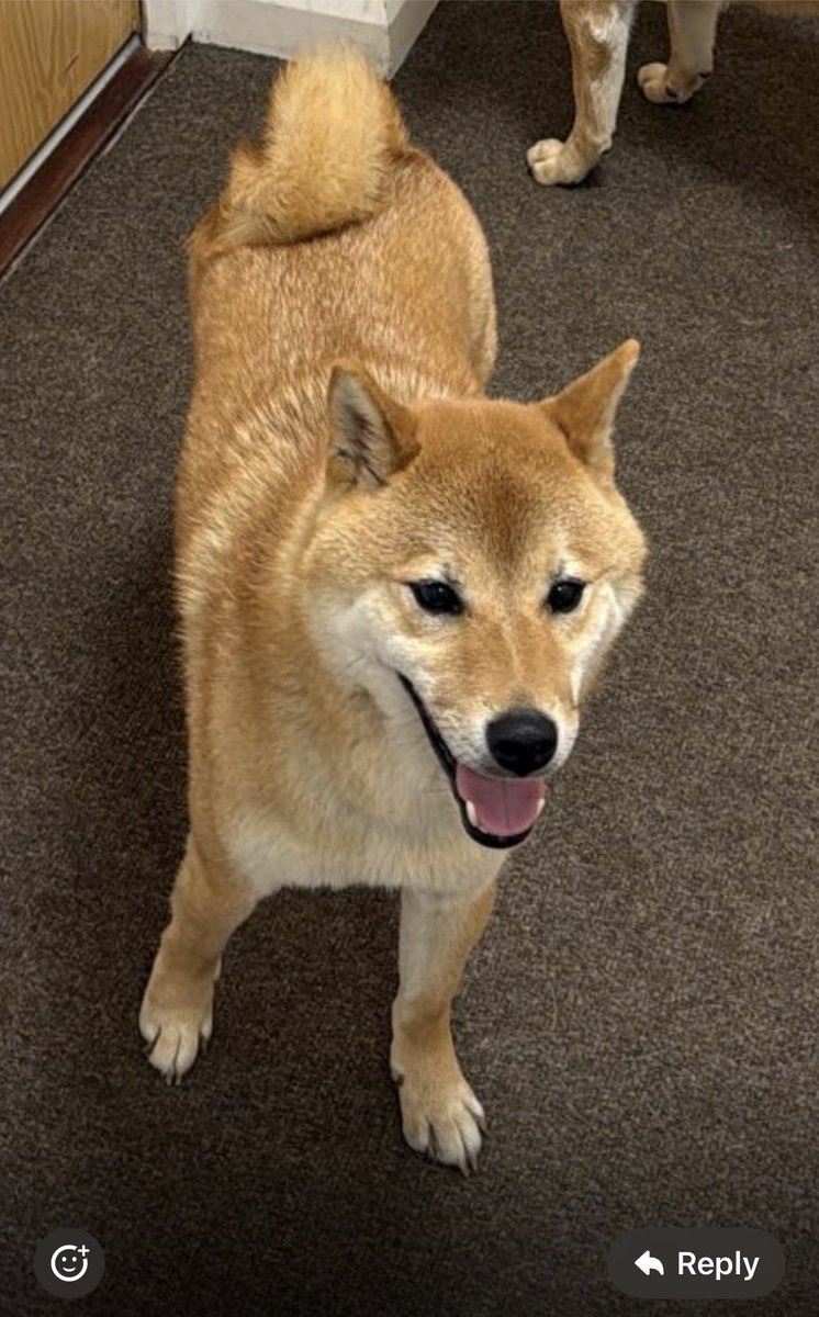 millypod1's tweet photo. 🆘30 MAY 2026 #Lost Kobe #ScanMe
Shiba Inu Male
Highbury Islington #N5
#London #GreaterLondon
He doesn’t have collar but answers to Kobe last seen Highbury grove
https://t.co/MQEN6vwoFZ https://t.co/2nzW5sNW3K