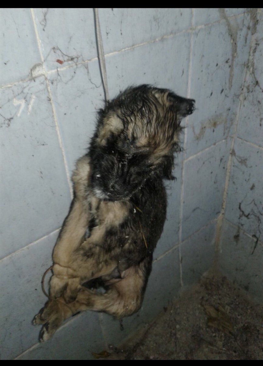 Srpulsy's tweet photo. İzmir’de  Himmet isimli kişi tarafından işkence yapıldı, öldürüldü. (2017)
Değişen tek şey artık 7527 sayılı katliam yasası ile işkence ve ölüm var… https://t.co/bv0ROkIEcn