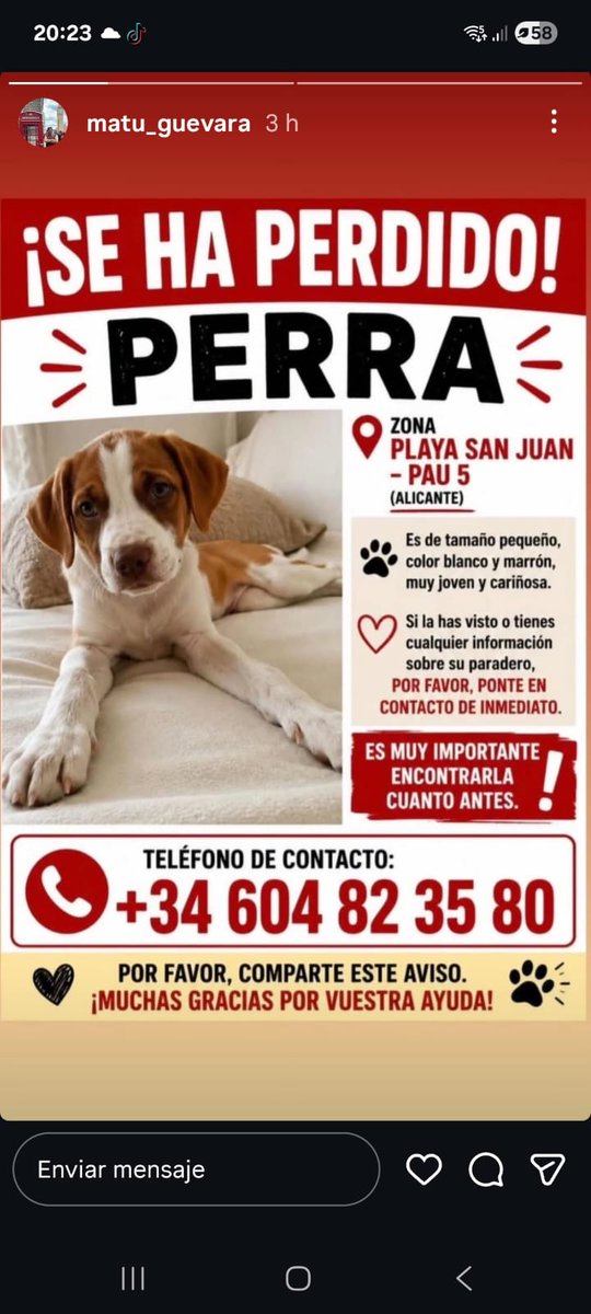 AcofalX's tweet photo. URGENTE PERRA PERDIDA EN PLAYA SAN JUAN (ALICANTE) https://t.co/kRcp1G5Fhz