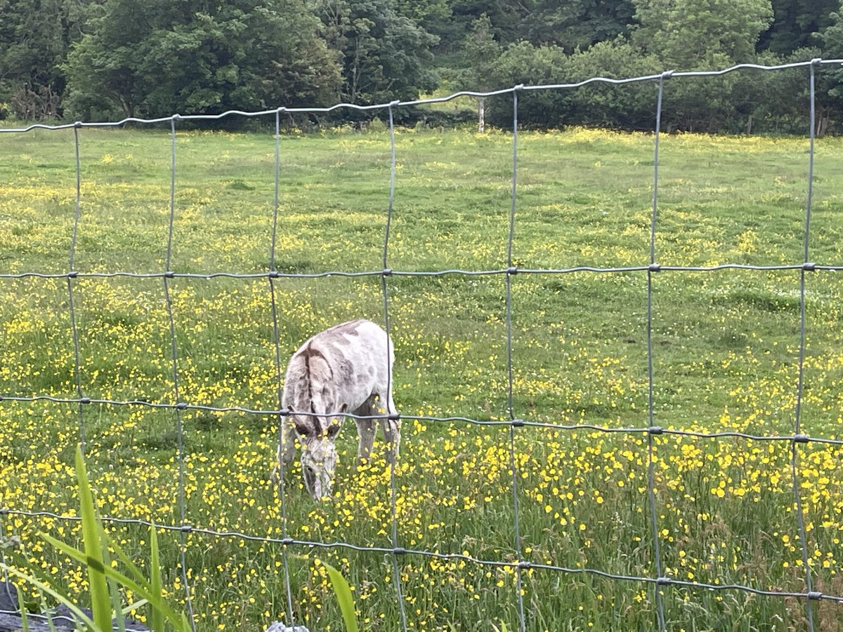 berjeffries's tweet photo. One little donkey in a field of buttercups https://t.co/GQpw5CMu8h