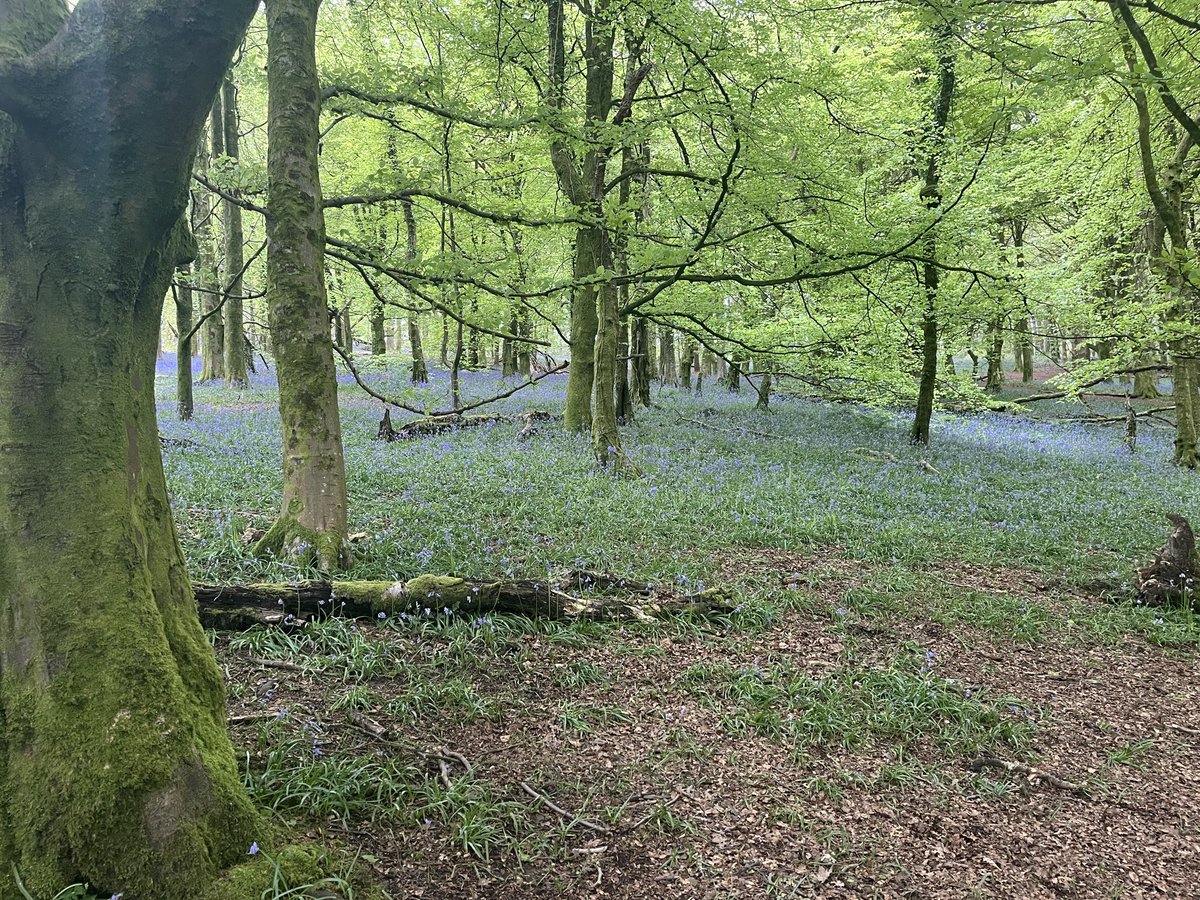 R0bertR4ph4el's tweet photo. Photos to make music to (15): Bluebells of Caerphilly #enchanted #canopyquilt #sheetsofblue #music https://t.co/9tFFh2ID0O
