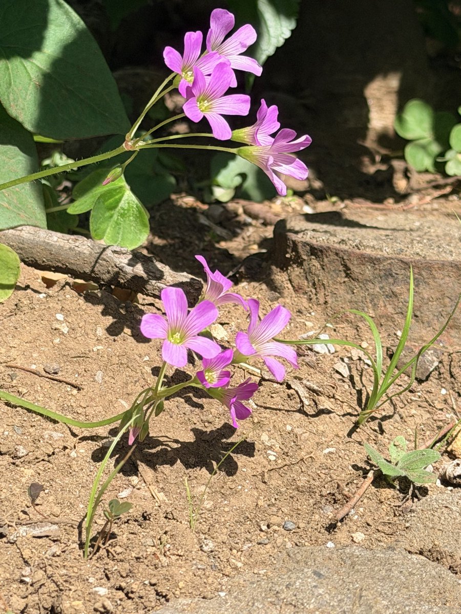 🌸ดอกไม้ริมทาง🌺 tweet media