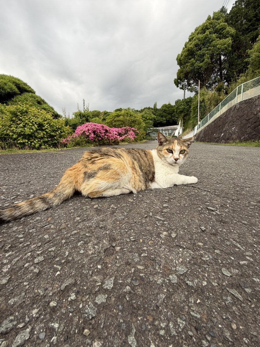 kaidenin's tweet photo. お世話になっております、開田院ペット霊園です。
6月のペット火葬のお休みは平日友引きの２日（火）８日（月）18日（木）24日（水）30日（火）になります。
お電話は毎日受け付けておりますので何かございましたらお電話ください。 https://t.co/q1QuMdaQGq