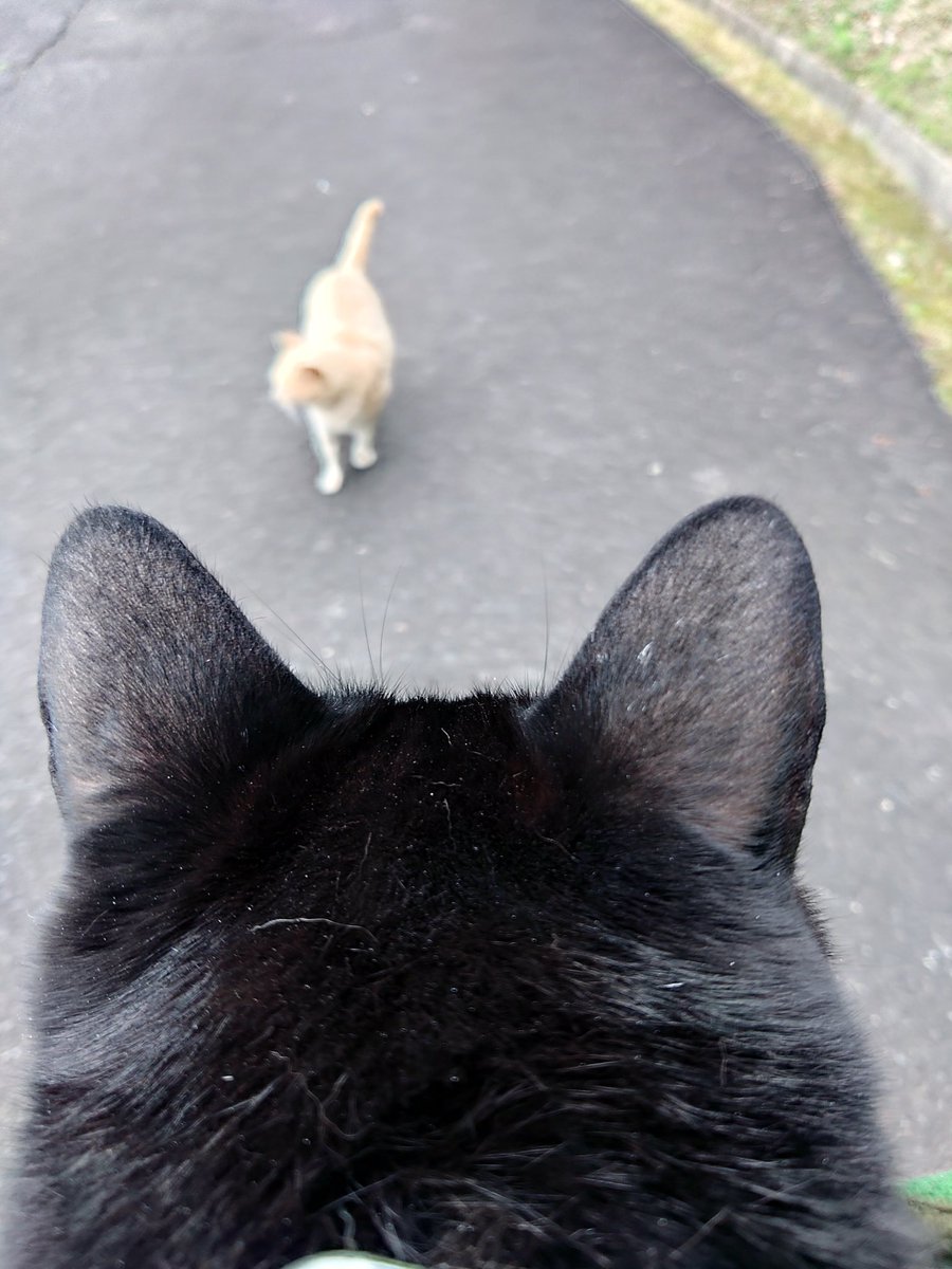 Bp700E's tweet photo. みかんの防虫に香川まで来たのが早すぎて近くの池のほとりを黒猫と散歩😸
地域猫とも遭遇して興奮気味な黒猫でした🙀

今年はまだ水不足では無いようです😊 https://t.co/Aee21tIHNh