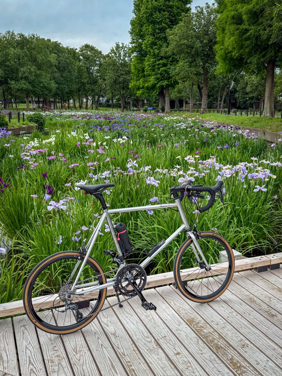 nobumillenia's tweet photo. 水元公園の朝6時☀️

#minivelo
#Fujibikes
#Fuji
#HelionR

#水元公園 https://t.co/1xNymO92Lw