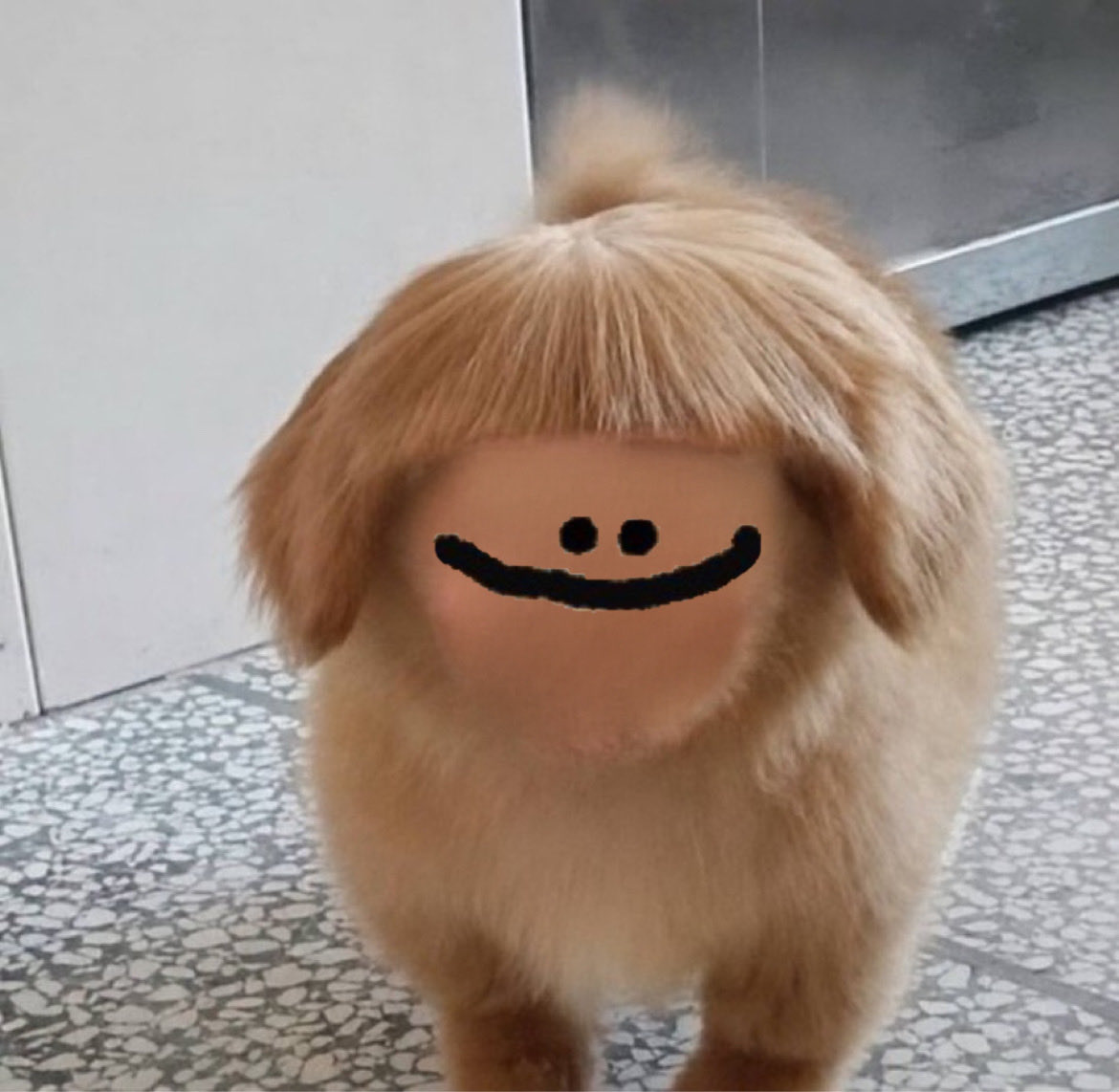 delegatz's tweet photo. where can I get a pure bred pupperanian? https://t.co/IZpPIzd4GA