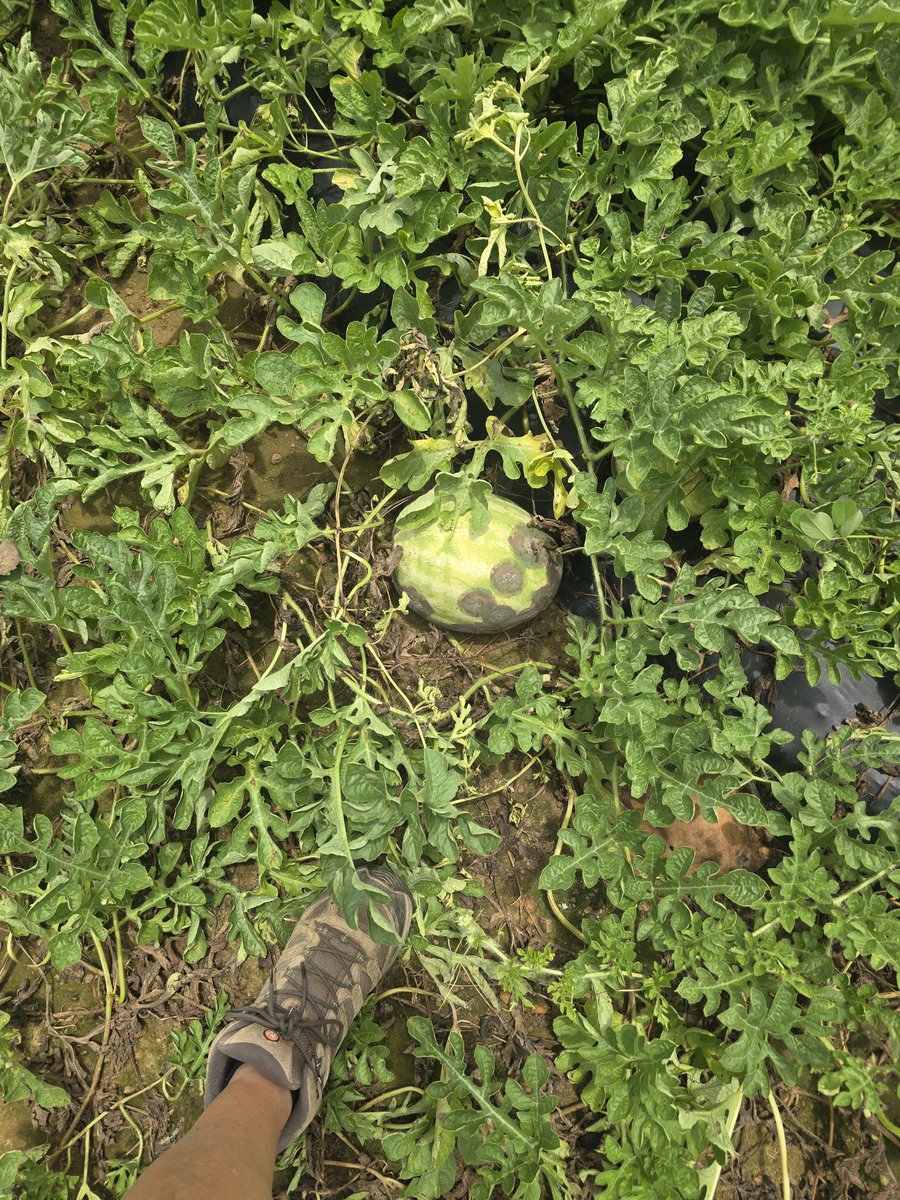 flanders_tim's tweet photo. Phytophthora moving in these watermelons. https://t.co/YakaX8NVPG
