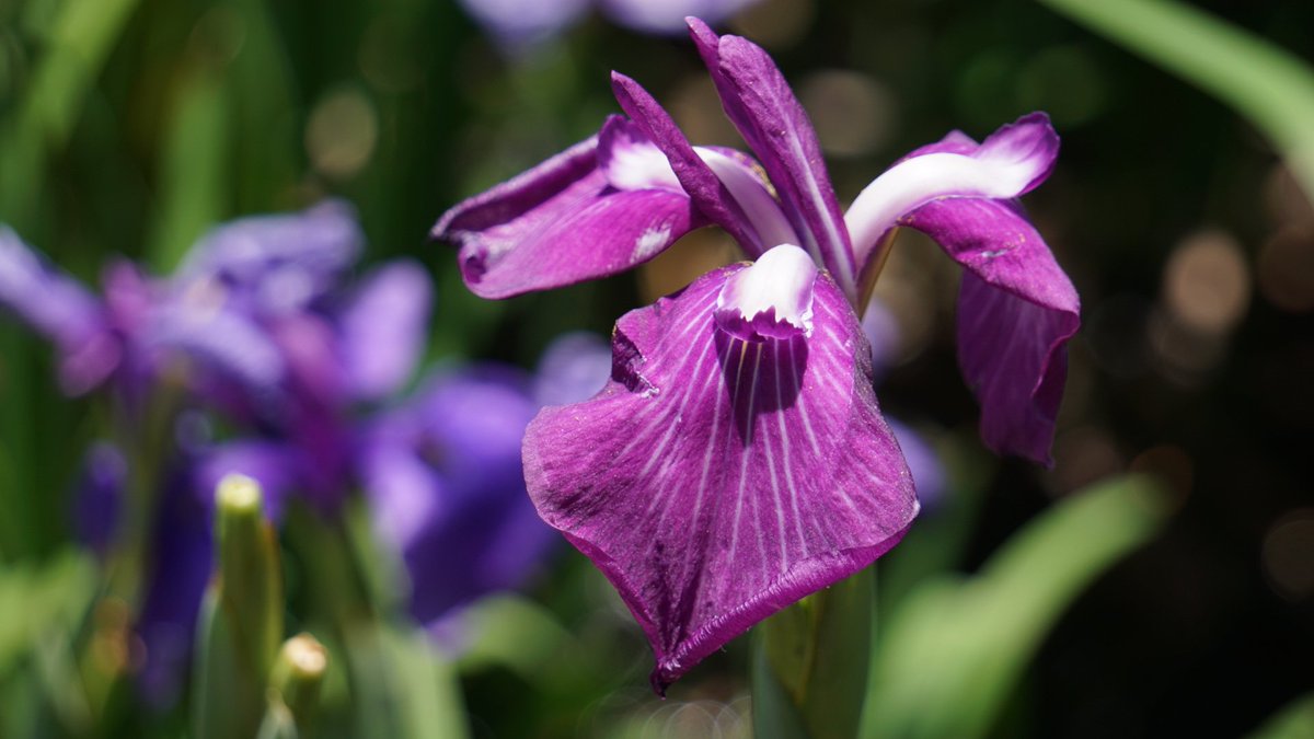 hirofuka1's tweet photo. 愛知県豊橋市の賀茂しょうぶ園の花菖蒲を一眼カメラで撮影しました📷
接写をメインに😊

機材は
カメラ:SONYα6000
レンズ:SEL55210
で撮影です。

#賀茂しょうぶ園 https://t.co/qQG35CVPct