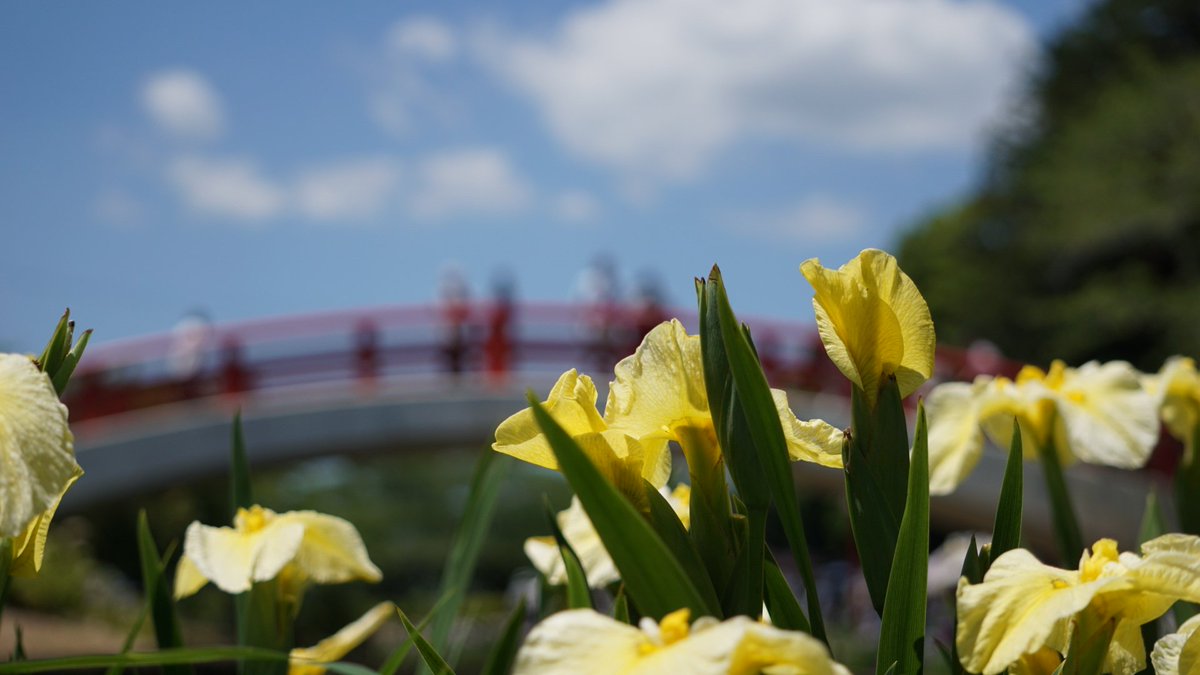 hirofuka1's tweet photo. 愛知県豊橋市の賀茂しょうぶ園の花菖蒲を一眼カメラで撮影しました📷
接写をメインに😊

機材は
カメラ:SONYα6000
レンズ:SEL55210
で撮影です。

#賀茂しょうぶ園 https://t.co/qQG35CVPct