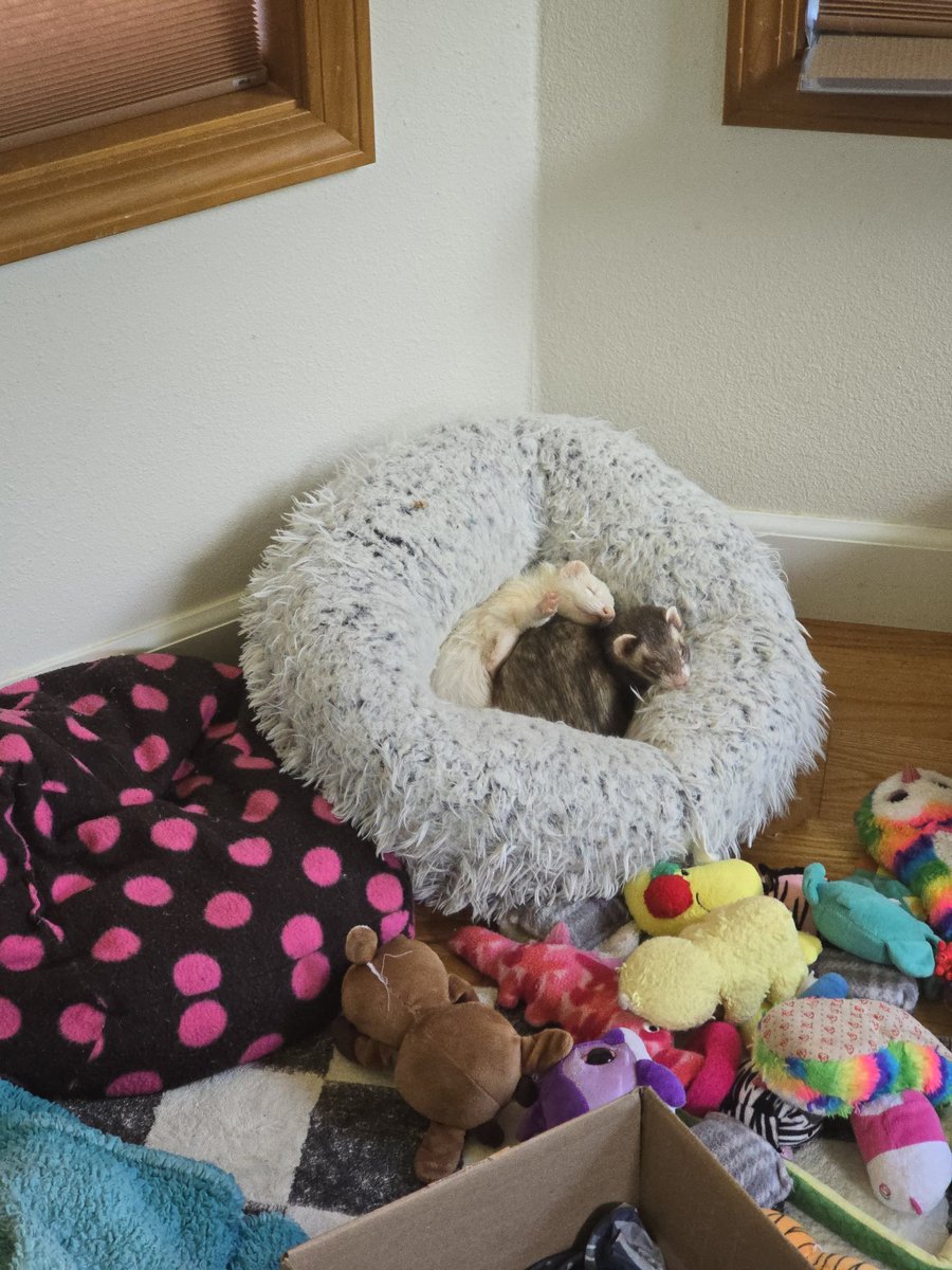 FerretPosting's tweet photo. https://t.co/VuYTfOWofi