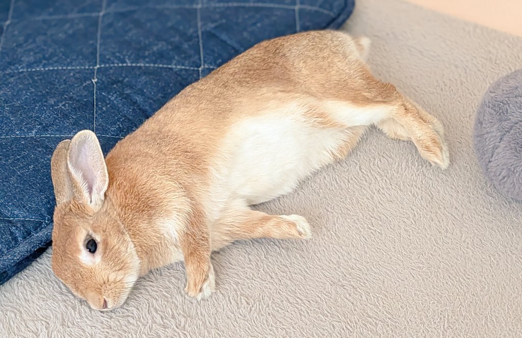 rabbit_sora_'s tweet photo. 今日もゴロゴロそらちゃん🐇
#うさぎ https://t.co/TzcemSyORK