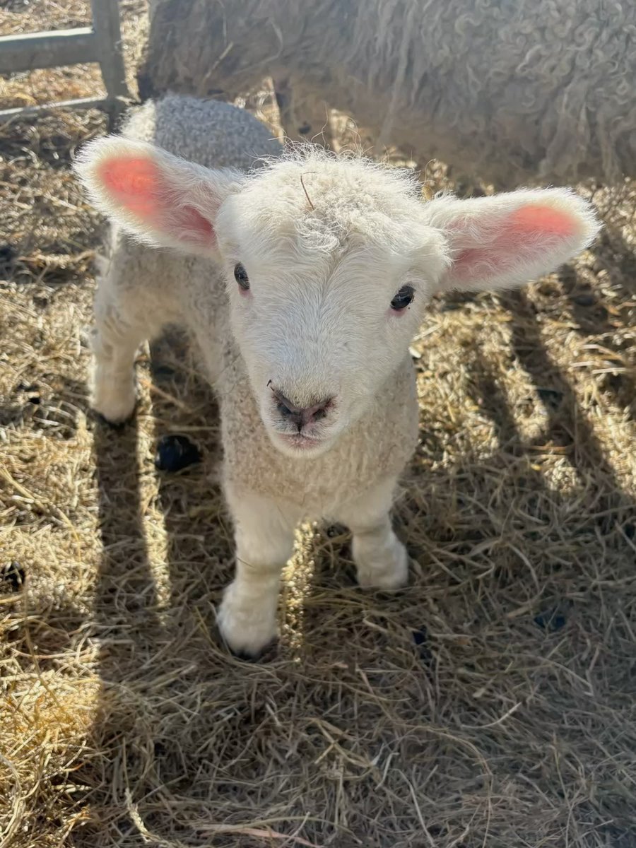 sheep tweet media