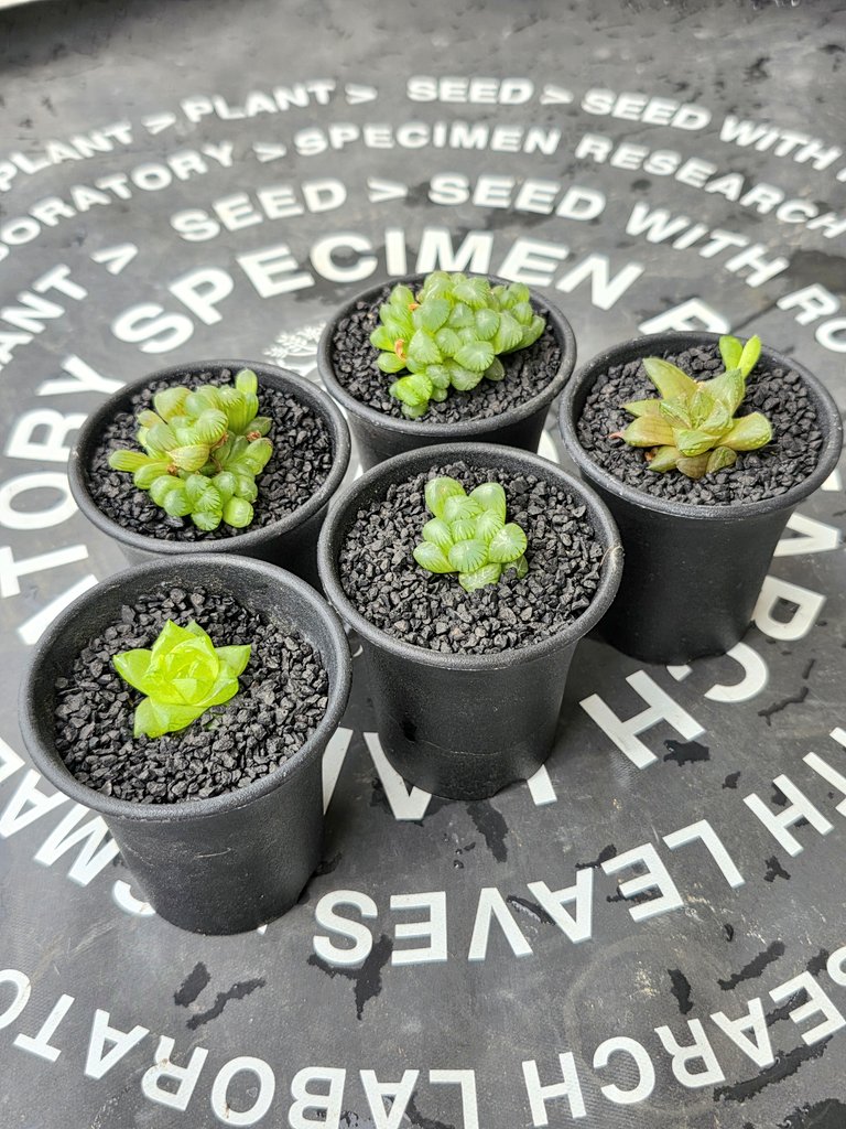 rukanini1's tweet photo. ベランダの片隅にいたハオルチア達
植え替えしました！ https://t.co/QF4QCsCFZC