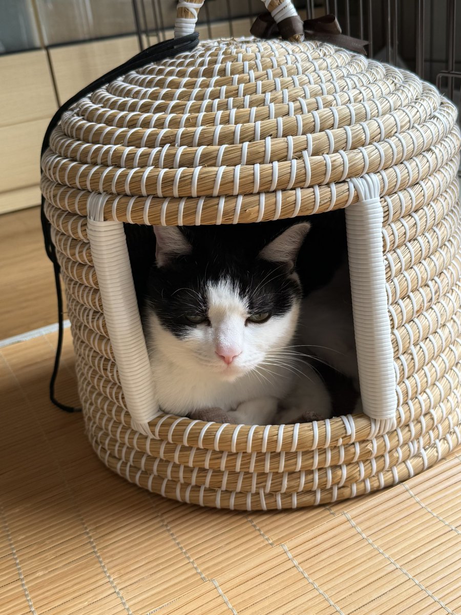 FukuSensei's tweet photo. おはようー。
#猫 #猫好きな人と繋がりたい #猫写真 #猫のいる暮らし #ねこと暮らす  #ハチワレ #福先生 #ねこすた #今日の１枚 https://t.co/GHuXiMBREc