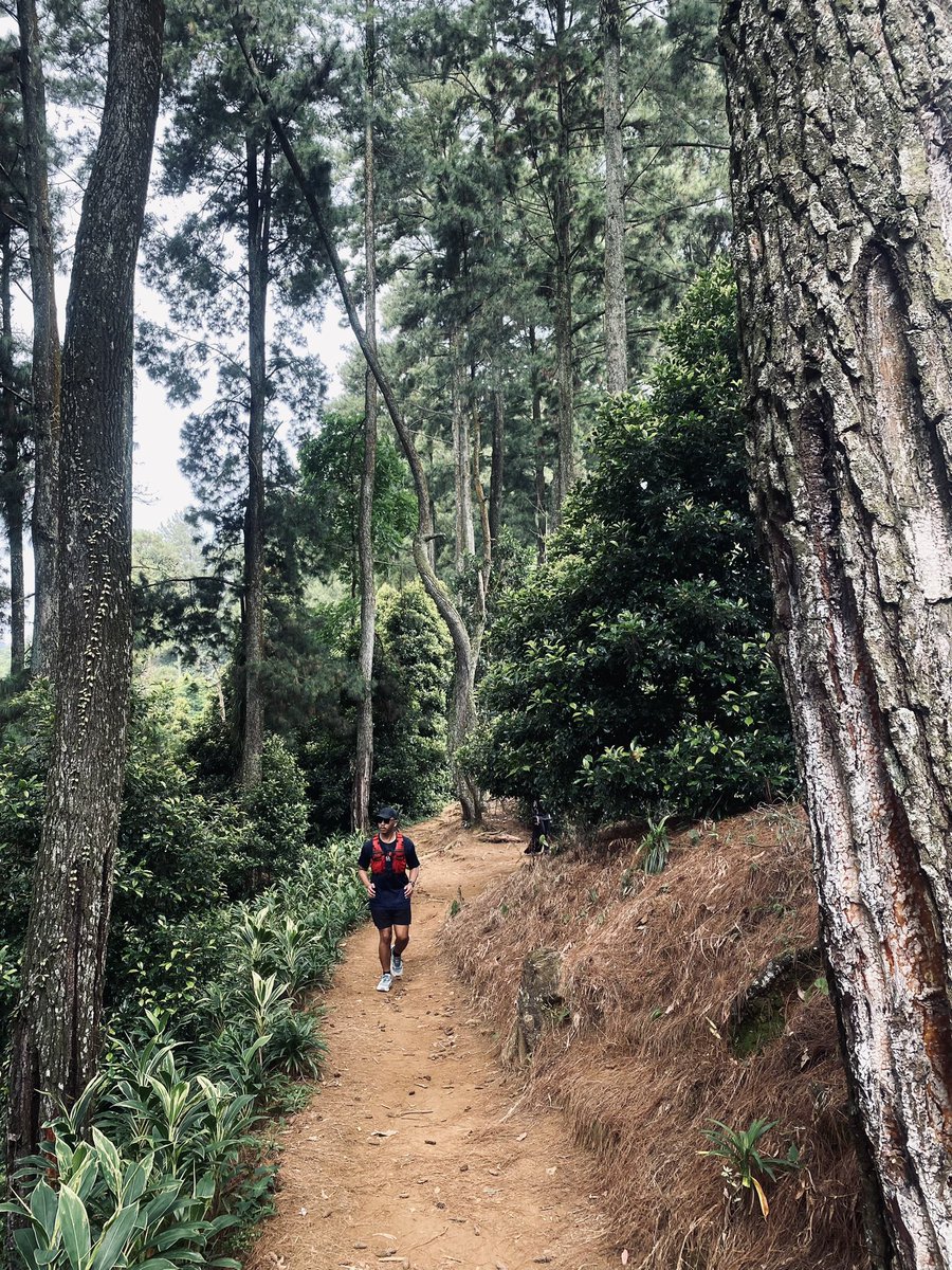 Gunung Hutan tweet media