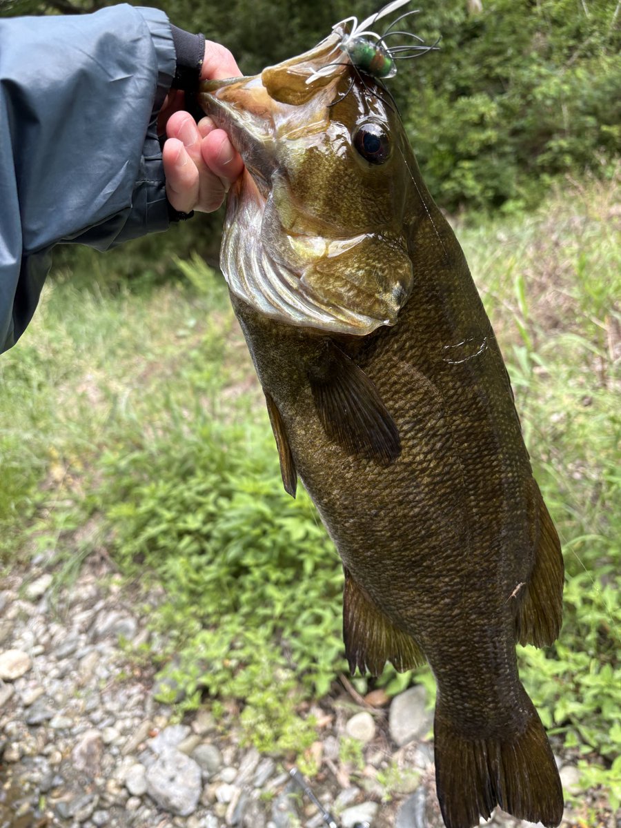 esocchi's tweet photo. サイトで、小バスと遊んで貰おうと3lb&amp;マス針セッティングで活虫をキャストしていたら、ビッグバイト❗️😳
ハンドランディング持ち込むまで、ドキドキでした〜😆 https://t.co/nFzx3Wp5Ig