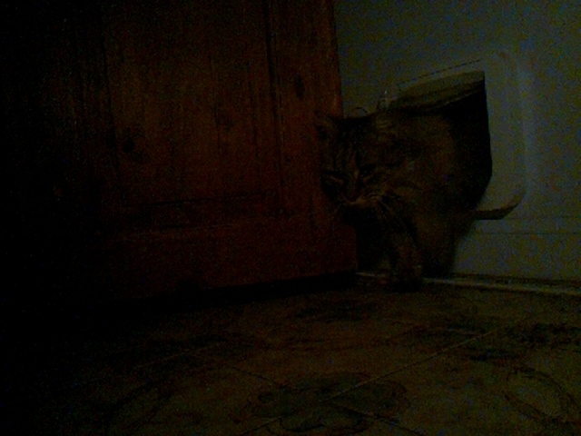 boosimba's tweet photo. Good morning Boo, aka Fluff Bag!

Catmonic (using LandingLens ConvNext-[29M]) says the likelihood of Boo is 98.4%

Auto-tweet from catmon2: 2026-05-31_013540.jpg https://t.co/7RjTlb2gdX