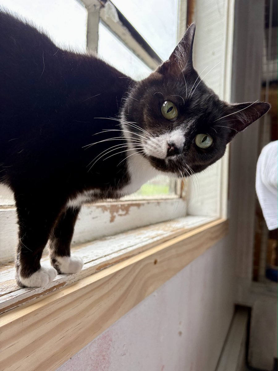 RappCatsAdopt's tweet photo. "Have you heard??"
Our most fun local fundraiser is happening on June 20th!
#Catstravaganza is fast approaching! Head to https://t.co/EdOGMjAn1w to register while we still have space for you to join!
#Virginia #SupportTheCats https://t.co/QLwBn1GTus