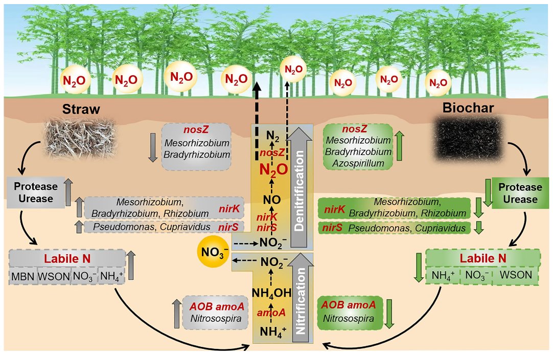 NEWCommunityNEW's tweet photo. A new study in Biochar shows that straw amendment increased N₂O emissions by 16–27%, while maize straw biochar reduced them by 17–20% in a subtropical Moso bamboo forest.
#Biochar #ClimateChange #SoilHealth #NitrogenCycle

Read more:
https://t.co/6dmSUXmgya https://t.co/HEWCmRDJdi