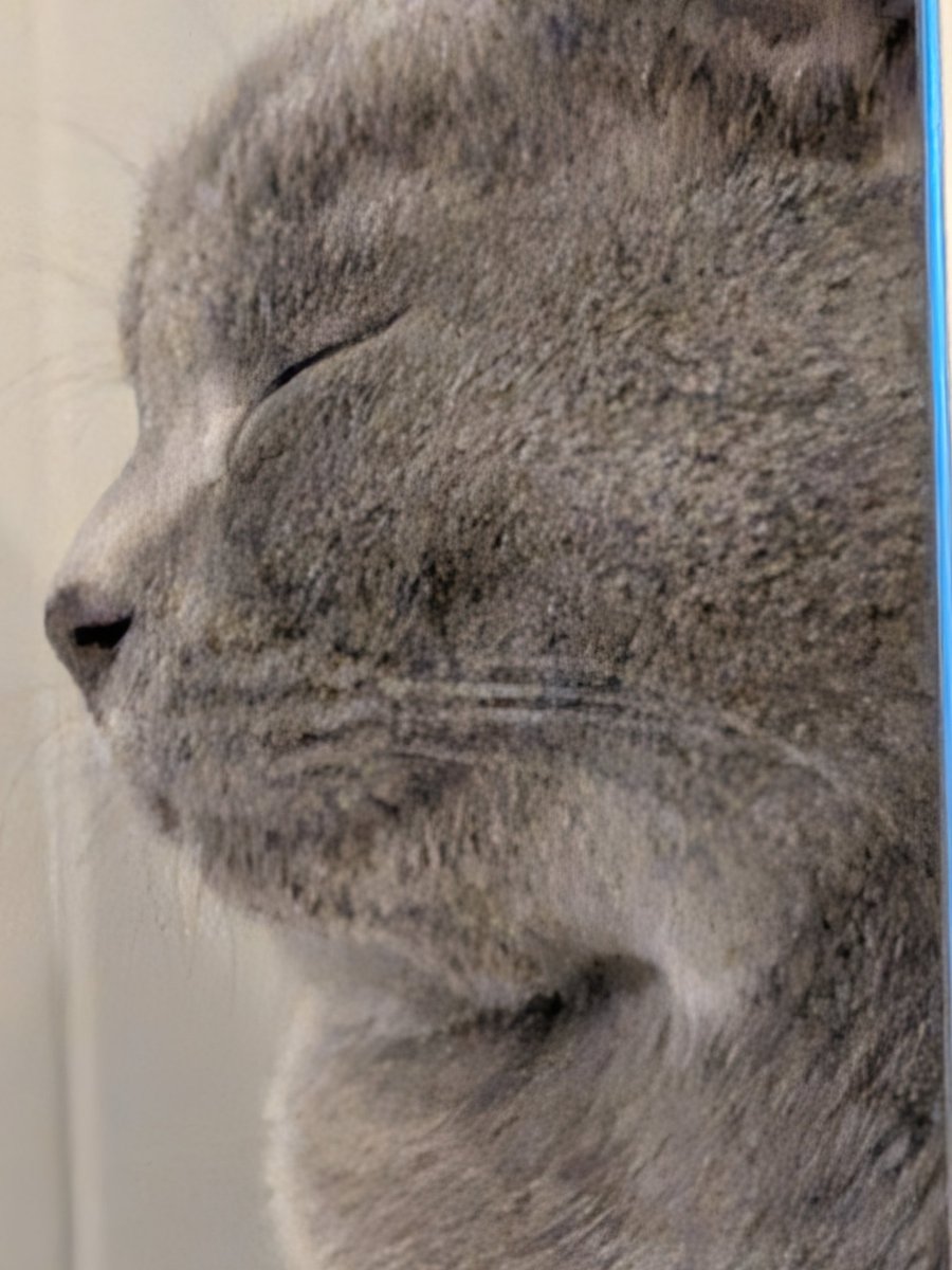 TED_D5's tweet photo. 投薬終了後一ヶ月検診。無事に数値も回復。あとは2ヶ月後の検査のみとなりました。このまま無事に寛解となりますように。そして、体重はいつの間にか4キロに。すくすく成長中。 https://t.co/rWenBJ6RsT