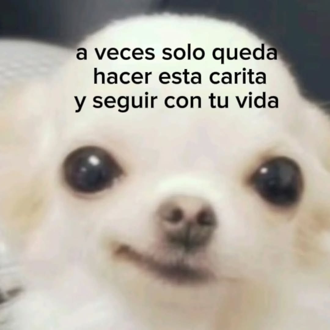 Mundo de Bigotes tweet media