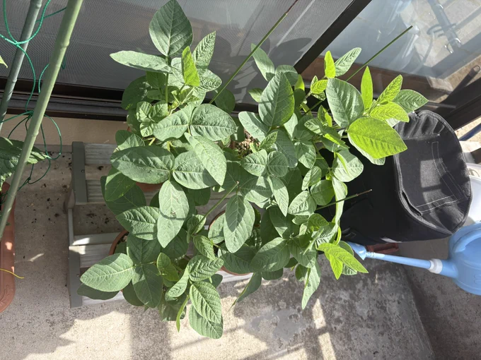 きゅうりは花が咲いて、枝豆は蕾ができた。 目に見えて大きくっていくから楽しい。 にんにくは収穫。 野良猫がプランターにトイレしに来て掘り返されたから、来年は2ℓペットボトルでひと苗ずつ育てようと思う。