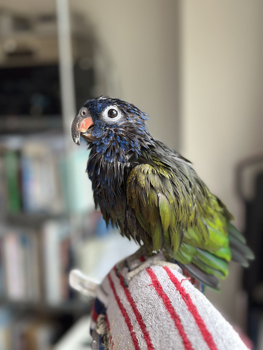 Kosukeblue's tweet photo. 浴びました💧
葵さんのチャームポイントは嘴のピンク色の部分🤭
#blueheadedpionus
#アケボノインコ https://t.co/mnsI1vMnLI