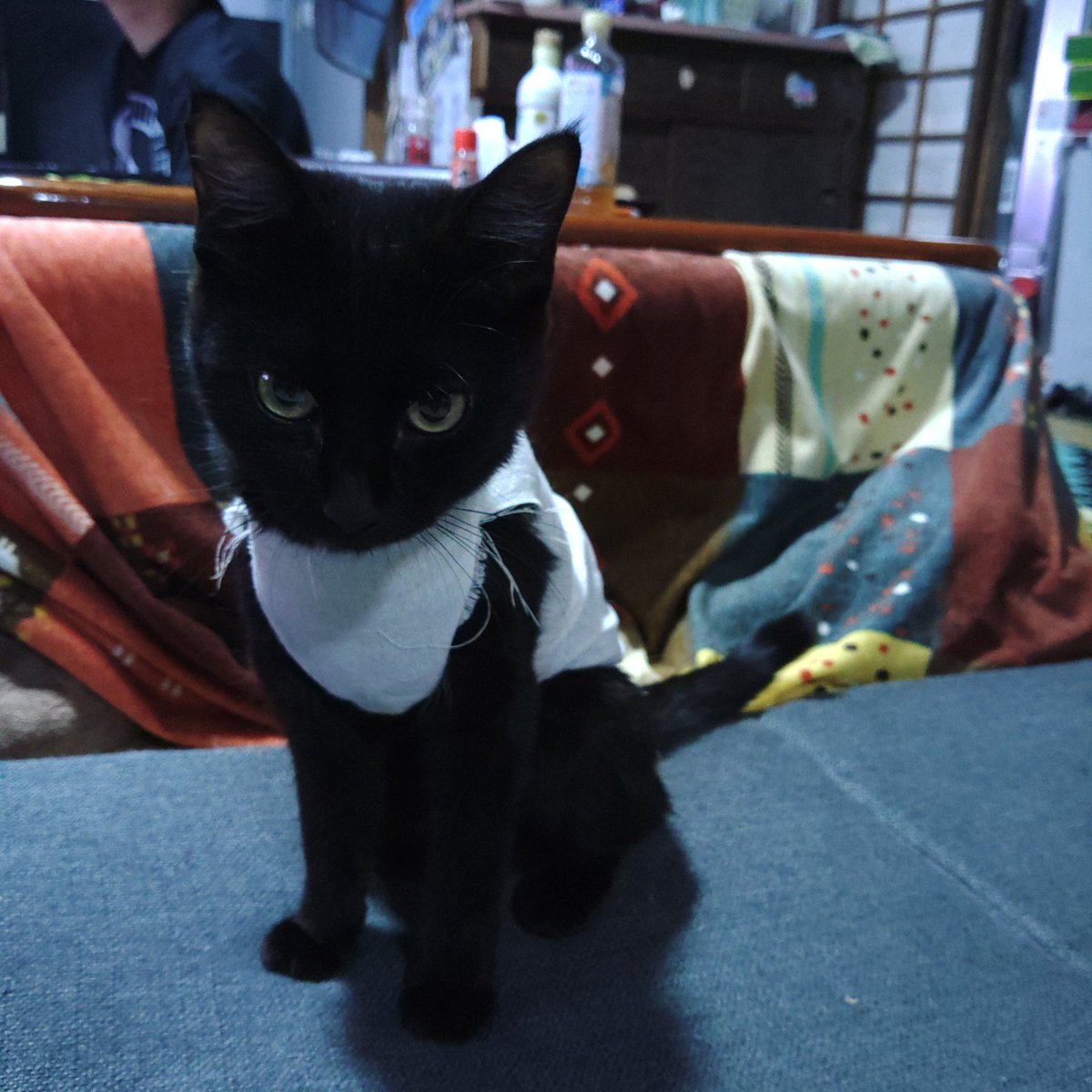 noanyo's tweet photo. 網戸にすると、おはぎちゃんが外猫男子を召喚するので切腹🥴

病院から来てきたサラシ着が汚れたので、今回は接触冷感生地で作ってみた😗
ミケの時は手ぬぐいで作ったら直ぐに破かれたので🤣 https://t.co/GcxDYpgJRW