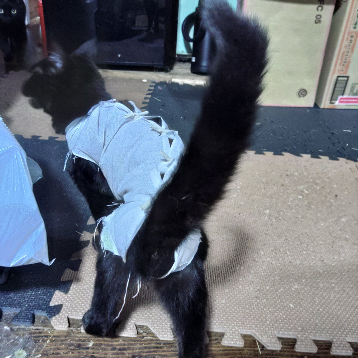 noanyo's tweet photo. 網戸にすると、おはぎちゃんが外猫男子を召喚するので切腹🥴

病院から来てきたサラシ着が汚れたので、今回は接触冷感生地で作ってみた😗
ミケの時は手ぬぐいで作ったら直ぐに破かれたので🤣 https://t.co/GcxDYpgJRW