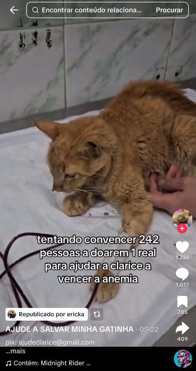 RT NO MEU FIXADO, me ajuda a salvar meu gatinho tweet media