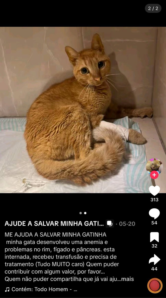 RT NO MEU FIXADO, me ajuda a salvar meu gatinho tweet media