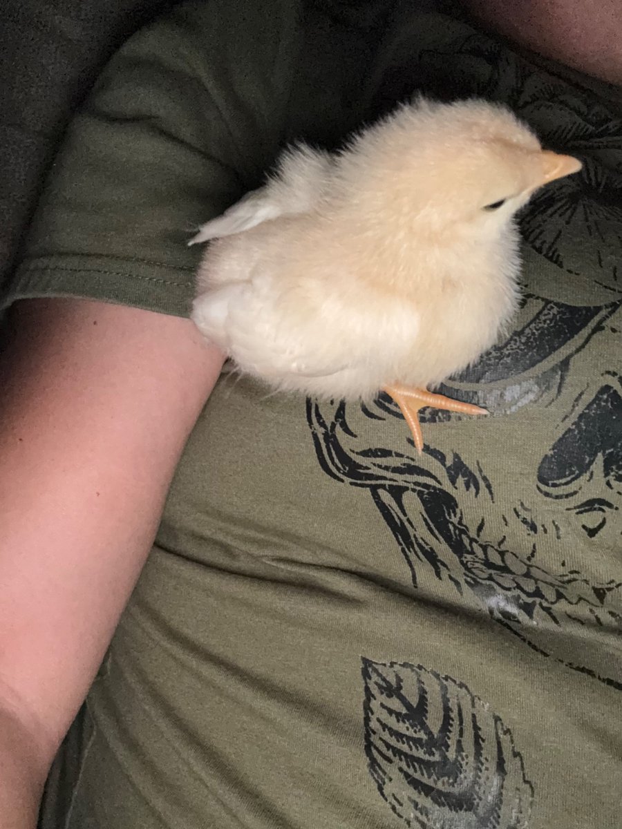 Lun4Fa3's tweet photo. Birb! https://t.co/22dHEPJZ8G