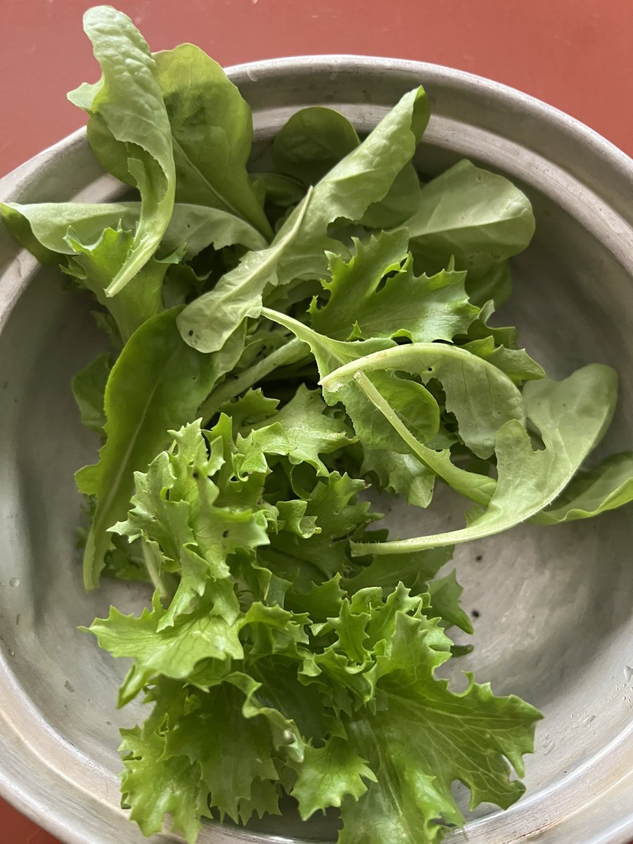 hidegon8's tweet photo. 再生野菜レタス、微妙な量だけど育ってくれた https://t.co/tXUL7PW4Ik