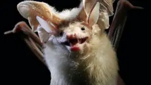 Polluted_Bat's tweet photo. I've been assigned the desert Long-Eared Bat (Otonycteris hemprichii) because "It's like a Pallid bat, but white and evil."

... If any of you have articles containing more information//more photos of this species I'd appreciate you sending it to me. https://t.co/u6bavWtGqJ