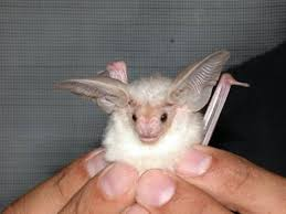 Polluted_Bat's tweet photo. I've been assigned the desert Long-Eared Bat (Otonycteris hemprichii) because "It's like a Pallid bat, but white and evil."

... If any of you have articles containing more information//more photos of this species I'd appreciate you sending it to me. https://t.co/u6bavWtGqJ