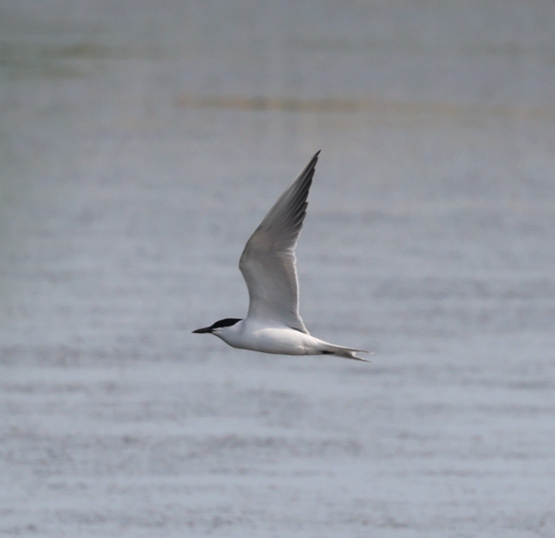 DeansMatthew's tweet photo. Delighted to get a second chance at the Gull-billed Tern at @RSPBMinsmere this afternoon having missed it by minutes on 20 May!  Only my second GBT in Suffolk.  It's very mobile and gave me the runaround today. https://t.co/GztooJcWX0