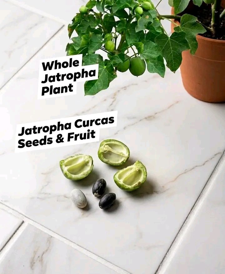 fidipote98RKT's tweet photo. SPIRITUAL CLEANSING 

If you're using m0nn£y attract!0n or any spiritual practice without first doing spiritual cleansing, you're likely waast!ng your time and m0nn£y because some of you are already spiritually t!!ed d00wn.

Follow this spiritual direction 👇📌

Get the seeds of White jatropha plant.

Open it, and you will see three seeds in it

Grind one with a soap you can bathe once

Do the same for the remaining two seeds

So you have 3 soaps

Put each on a sponge each

The first soap you will bathe in the morning, you will use Black palm kernel oil (adin) to rub your b0ddy before bathing

The second one you will bathe in the afternoon, you will use red palm oil to rub your b0ddy before bathing

The third one you will bathe at night, you will use honey to rub your b0ddy before bathing