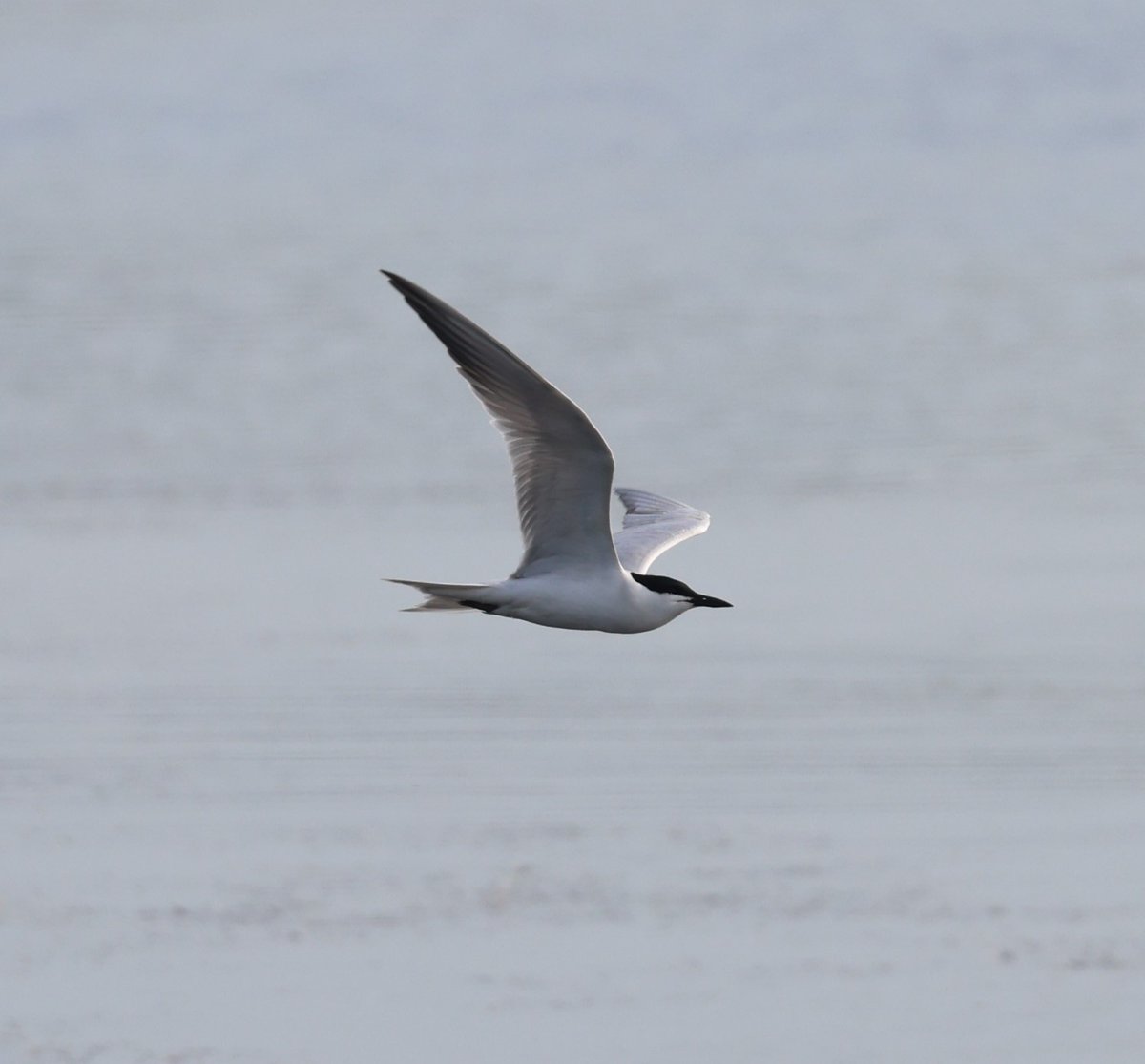 DeansMatthew's tweet photo. Delighted to get a second chance at the Gull-billed Tern at @RSPBMinsmere this afternoon having missed it by minutes on 20 May!  Only my second GBT in Suffolk.  It's very mobile and gave me the runaround today. https://t.co/GztooJcWX0