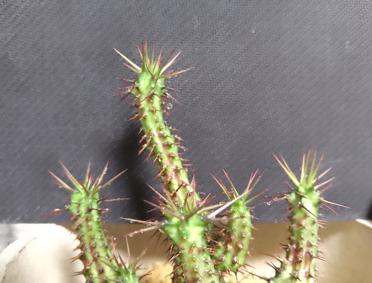 Alzya7's tweet photo. トゲが固まって開いてきました🌵 https://t.co/SR0aovmDcc