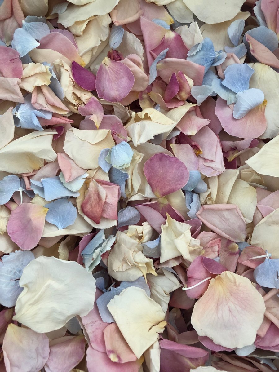 Prettypetals3's tweet photo. Soft, sustainable confetti: Pastel Mix combines pink &amp; ivory rose petals with blue hydrangea for a beautiful biodegradable sprinkle. Shop: https://t.co/cSk009HXBB #PastelMix #WeddingConfetti #EcoFriendly #PrettyPetals https://t.co/Rv1Du7tyOA