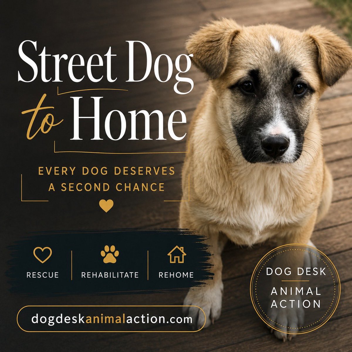 LisaClareRead2's tweet photo. Have you adopted a street-born dog from overseas?
@DogDeskAction are trying to better understand what happens after street dogs enter homes.
Please would you share your experience 🙏
Anonymous. Confidential. Structured.
⬇️ 
https://t.co/zHoJPRWGlU https://t.co/VPLAxlEoEb
#dogs https://t.co/7vJgLLrrBe
