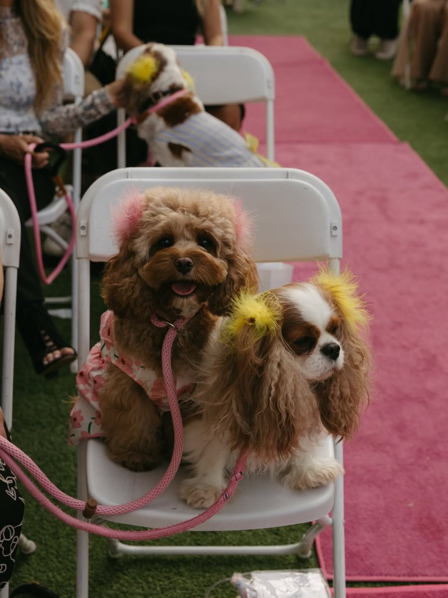 Complex's tweet photo. These Golden Retrievers Just Had the Wedding of the Year💍

(📸: @brewthegoldenn) https://t.co/1q8Une0WHm
