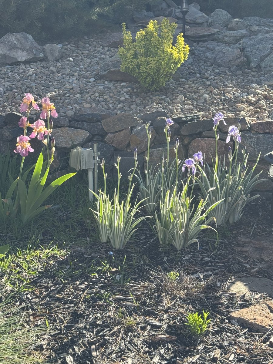 JoeKania3's tweet photo. Day 275 of training for Veteran’s Worlds with @BuFuApp: Lower body lift this morning then a ton of work in the garden. Some flowers are starting to bloom. Planted some new perennials. Did not want to lift. Not sure I ever do. I didn’t do any lower body lifting for like 6 weeks before the US Open coming off that calf tear. Starting to get to a point where I’m not that sore, which is important because I had been getting so sore that it would carry into wrestling days and would impact practice. I don’t do any squatting, only single leg stuff. I can feel my legs are getting stronger as it relates to wrestling.