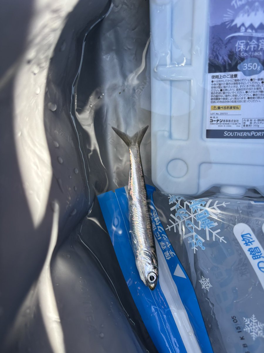 tomoya_usio's tweet photo. 昨日の釣果
サビキ釣り渋いな https://t.co/LEVbh0itv4