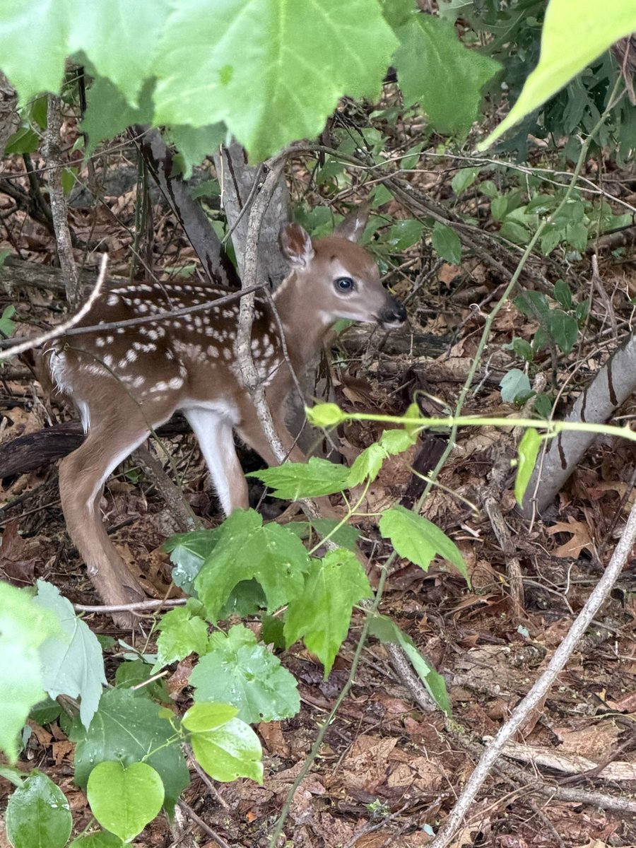 drewsstory's tweet photo. Timeline cleanse. Newborn baby deer I photographed in Warwick, RI this morning. She made the sweetest little bleats. https://t.co/rjjEZqRtCl