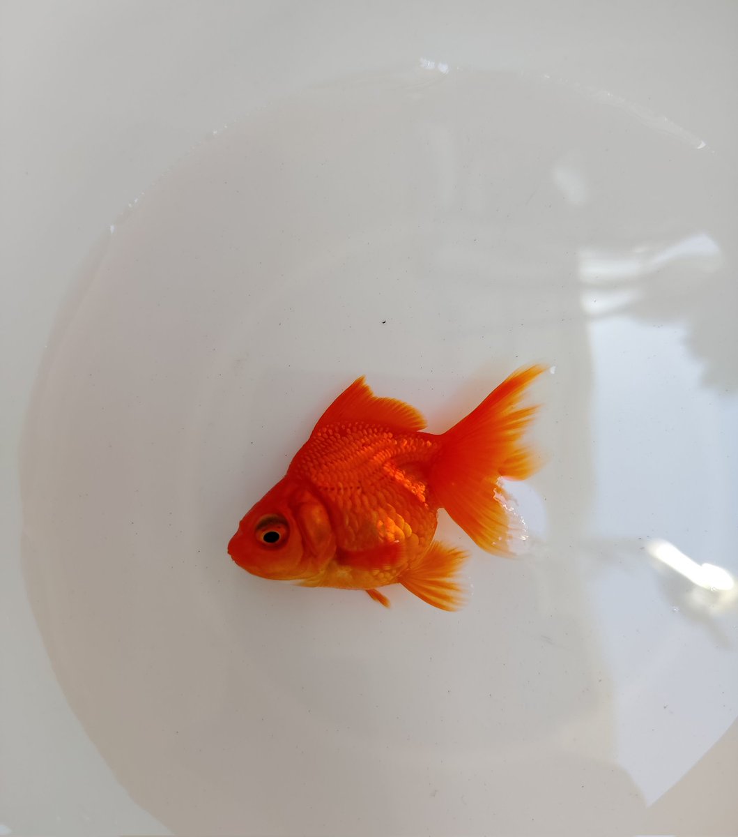 ベランダ金魚野郎。 tweet media